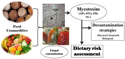Fungal mycotoxins in food commodities: present status and future concerns